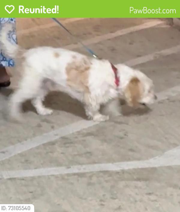 Reunited Male Dog last seen Inside apmt complex, Irving, TX 75039