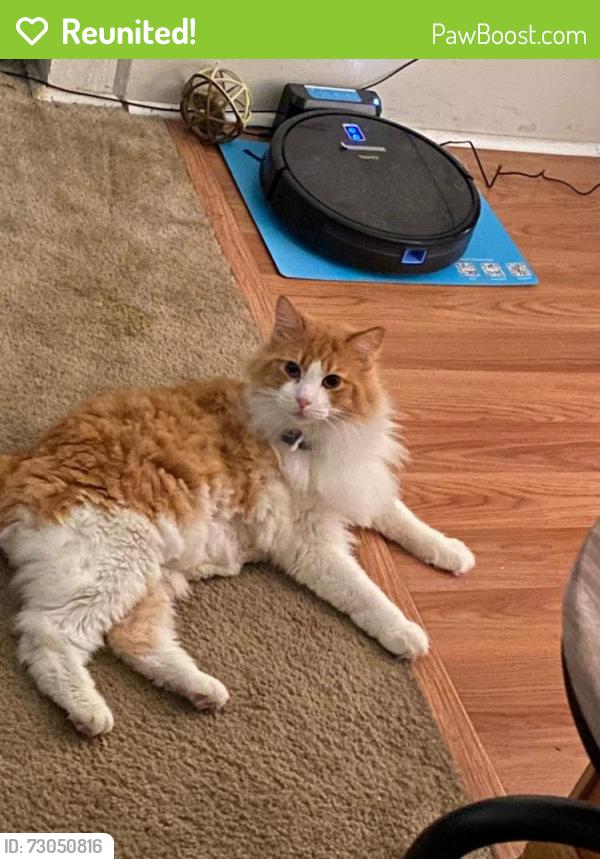Reunited Male Cat last seen Derry Street between 19th and 24th, Harrisburg, PA 17104