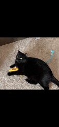 Lost Male Cat last seen N 25th Ave, Bozeman, MT 59718