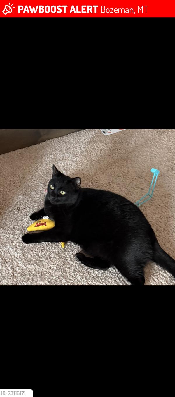 Lost Male Cat last seen N 25th Ave, Bozeman, MT 59718