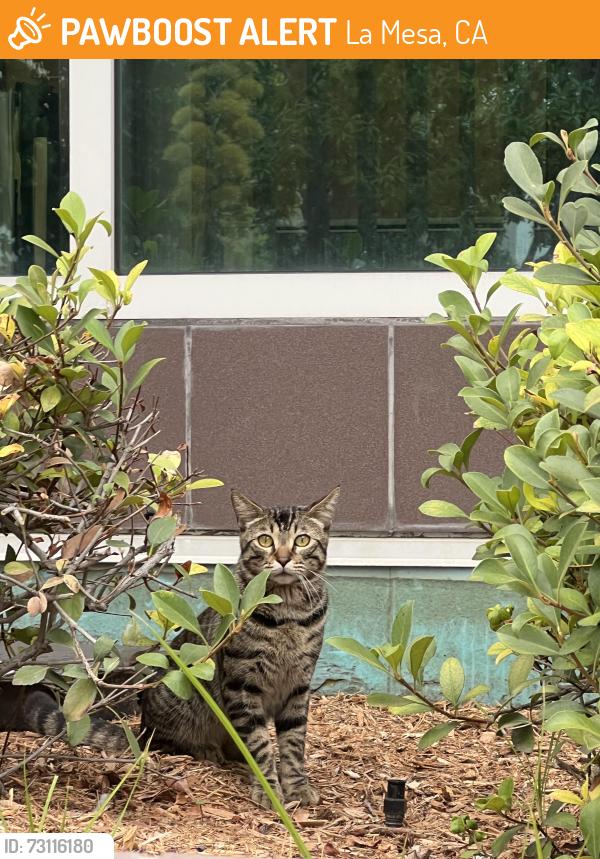 Found/Stray Unknown Cat last seen Allison ave and Baltimore dr, La Mesa, CA 91942