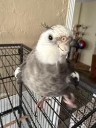 Lost Female Bird last seen bristlebrook dr, Houston, TX 77083