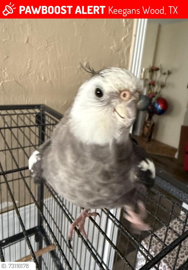 Lost Female Bird last seen bristlebrook dr, Houston, TX 77083