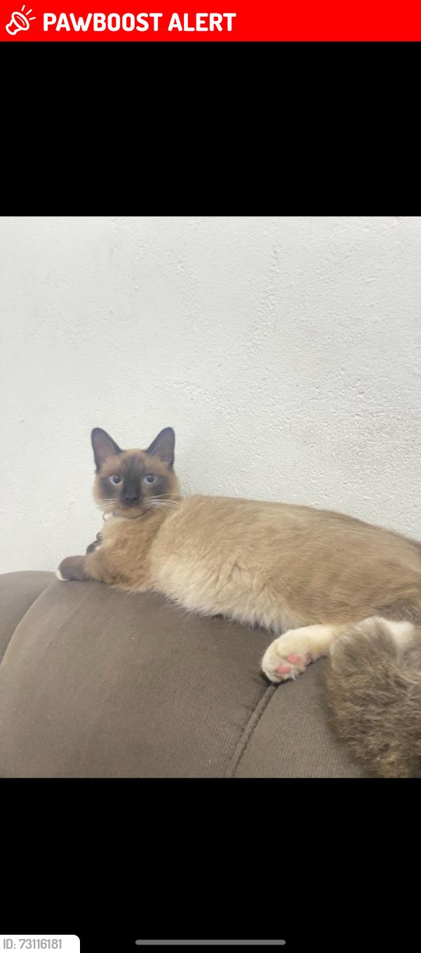 Lost Male Cat last seen Rua Mamoré, Jardim Amazonas, SP 