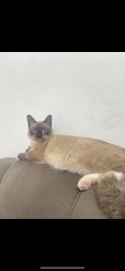 Lost Male Cat last seen Rua Mamoré, Jardim Amazonas, SP 