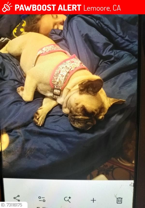 Lost Female Dog last seen Lacey blvd, Lemoore, CA 93245