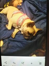 Lost Female Dog last seen Lacey blvd, Lemoore, CA 93245