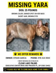 Reunited Female Dog last seen Near Executive Center Dr, West Palm Beach, FL 33401, USA, West Palm Beach, FL 33401