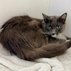 Shelter Stray Female Cat last seen , Animal Care & Control Team of Philly, 111 W Hunting Park Ave, Philadelphia, PA 19140, USA