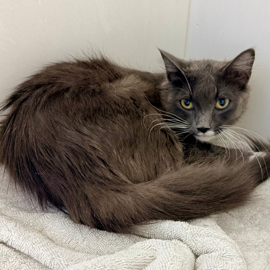 Shelter Stray Female Cat last seen , Animal Care & Control Team of Philly, 111 W Hunting Park Ave, Philadelphia, PA 19140, USA