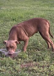 Found/Stray Female Dog last seen Essex St & S Mittman St, San Antonio, TX 78210