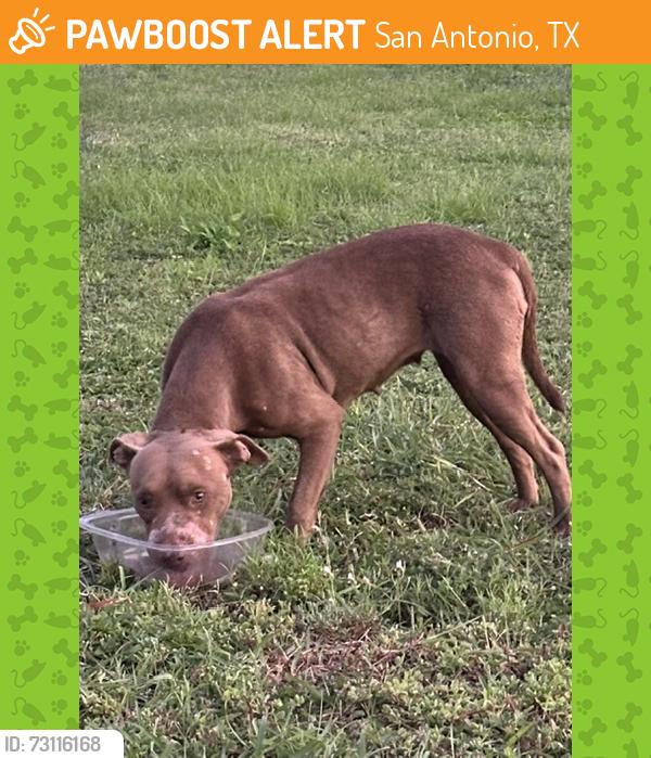 Found/Stray Female Dog last seen Essex St & S Mittman St, San Antonio, TX 78210