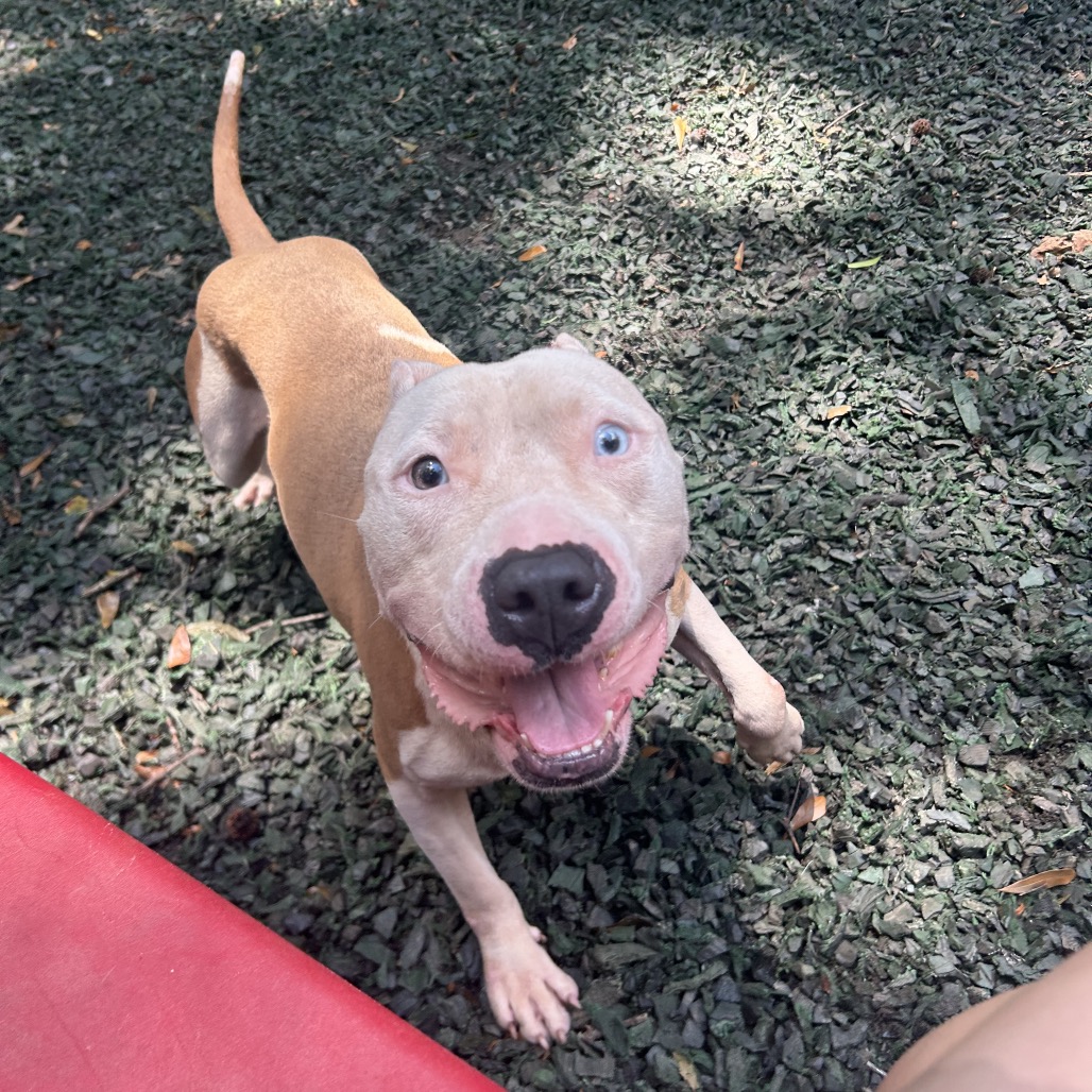 Shelter Stray Male Dog last seen , 5287 Covington Hwy, Decatur, GA 30035, USA