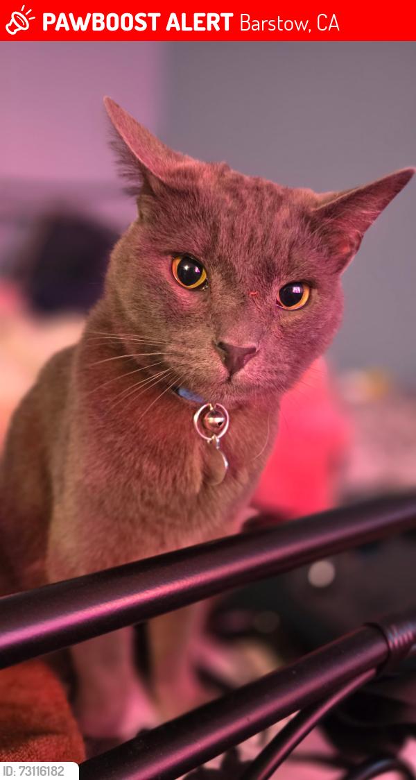 Lost Male Cat last seen Maple street and birch road, Barstow, CA 92311