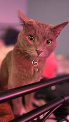 Lost Male Cat last seen Maple street and birch road, Barstow, CA 92311