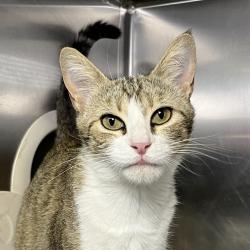 Shelter Stray Female Cat last seen , 4575 E Mesquite Ave, Palm Springs, CA 92264, USA