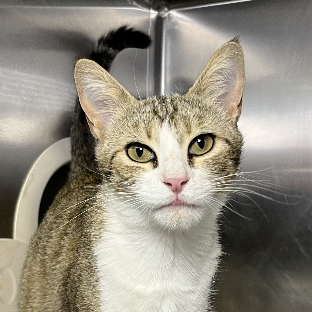 Shelter Stray Female Cat last seen , 4575 E Mesquite Ave, Palm Springs, CA 92264, USA