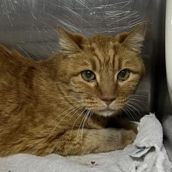 Shelter Stray Male Cat last seen , 4575 E Mesquite Ave, Palm Springs, CA 92264, USA