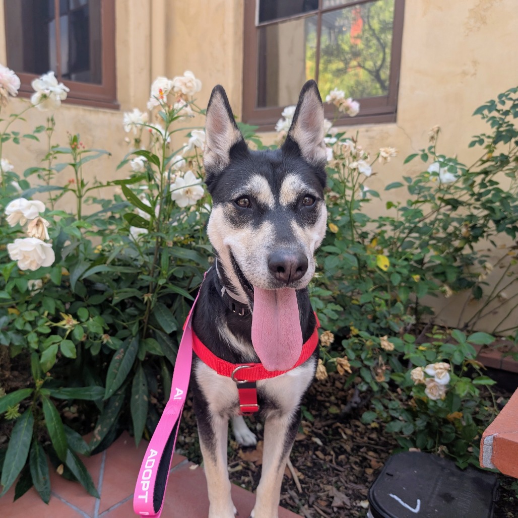 Shelter Stray Female Dog last seen , 361 S Raymond Ave, Pasadena, CA 91105, USA