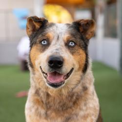 Shelter Stray Male Dog last seen , 361 S Raymond Ave, Pasadena, CA 91105, USA