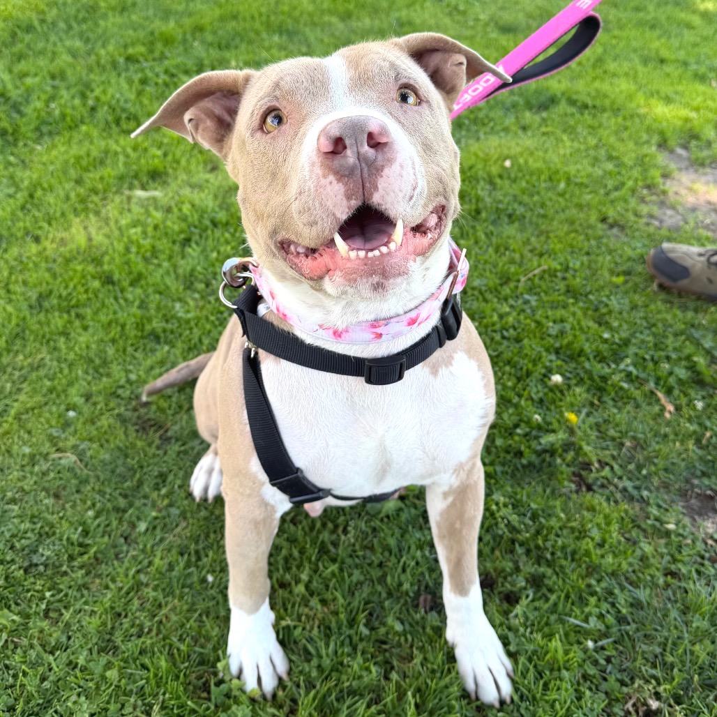 Shelter Stray Female Dog last seen , 361 S Raymond Ave, Pasadena, CA 91105, USA