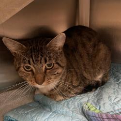 Shelter Stray Male Cat last seen , 361 S Raymond Ave, Pasadena, CA 91105, USA
