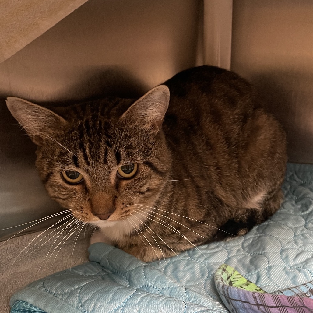 Shelter Stray Male Cat last seen , 361 S Raymond Ave, Pasadena, CA 91105, USA
