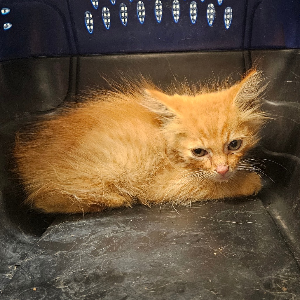 Shelter Stray Male Cat last seen , 141 Canna Ln, Lake Jackson, TX 77566, USA