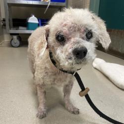 Shelter Stray Male Dog last seen , 361 S Raymond Ave, Pasadena, CA 91105, USA