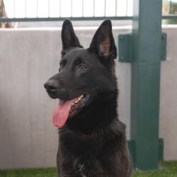 Shelter Stray Female Dog last seen , 361 S Raymond Ave, Pasadena, CA 91105, USA