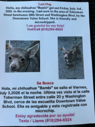 Lost Female Dog last seen Toberman St and 20th, Los Angeles, CA 90007