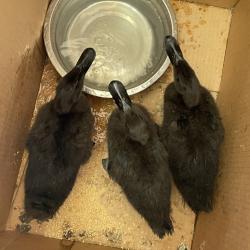 Shelter Stray Unknown Other last seen , 361 S Raymond Ave, Pasadena, CA 91105, USA