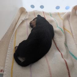 Shelter Stray Unknown Dog last seen , 361 S Raymond Ave, Pasadena, CA 91105, USA