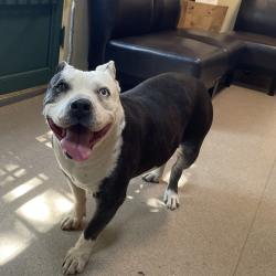 Shelter Stray Female Dog last seen , 361 S Raymond Ave, Pasadena, CA 91105, USA