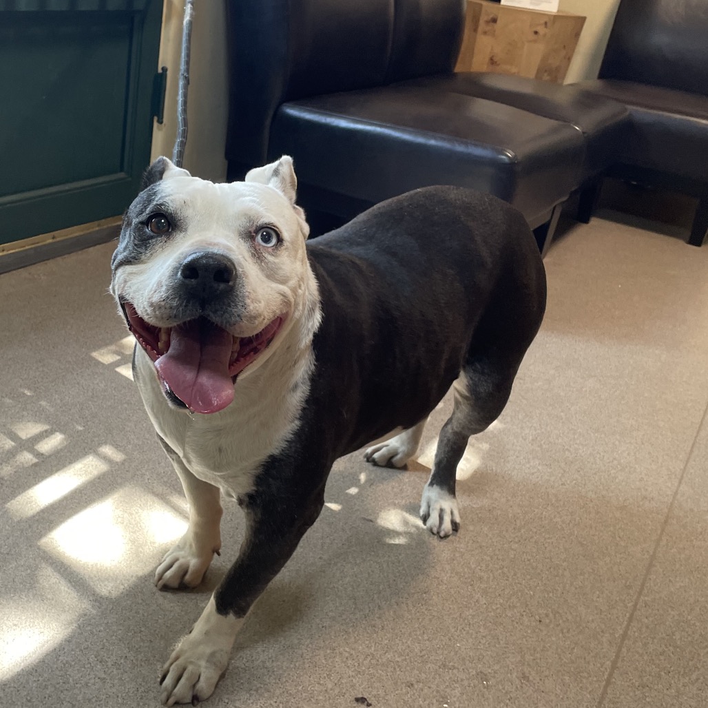 Shelter Stray Female Dog last seen , 361 S Raymond Ave, Pasadena, CA 91105, USA
