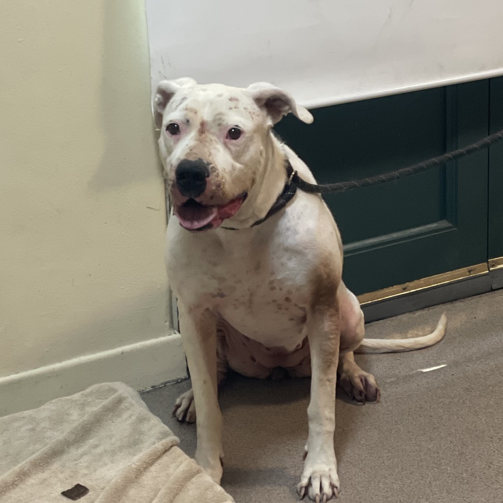 Shelter Stray Female Dog last seen , 361 S Raymond Ave, Pasadena, CA 91105, USA