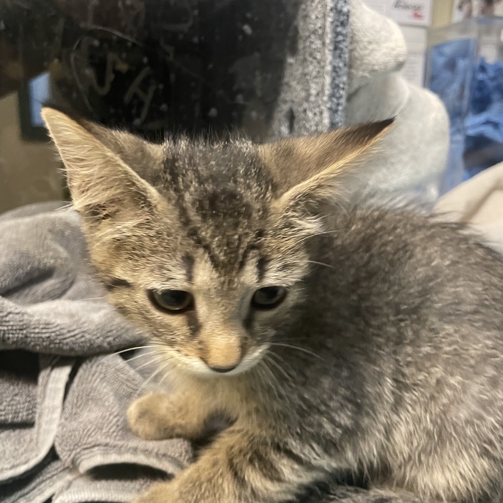 Shelter Stray Female Cat last seen , 361 S Raymond Ave, Pasadena, CA 91105, USA