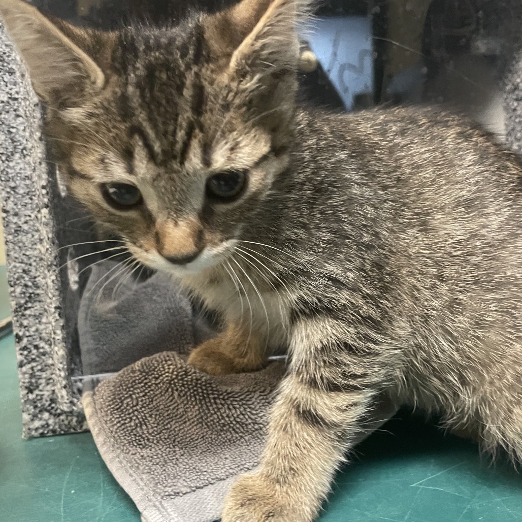 Shelter Stray Female Cat last seen , 361 S Raymond Ave, Pasadena, CA 91105, USA