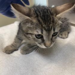 Shelter Stray Female Cat last seen , 361 S Raymond Ave, Pasadena, CA 91105, USA