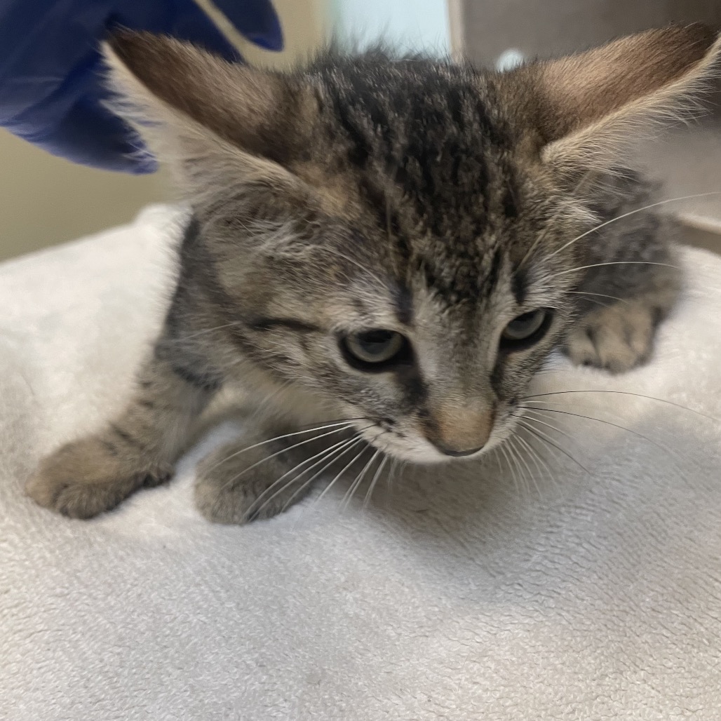 Shelter Stray Female Cat last seen , 361 S Raymond Ave, Pasadena, CA 91105, USA