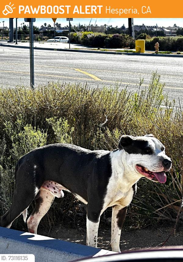 Found/Stray Unknown Dog last seen Circle K off of Mariposa Rd. and Ranchero Rd. Victorville, Hesperia, CA 92344