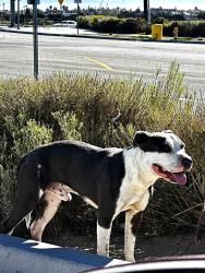 Found/Stray Unknown Dog last seen Circle K off of Mariposa Rd. and Ranchero Rd. Victorville, Hesperia, CA 92344