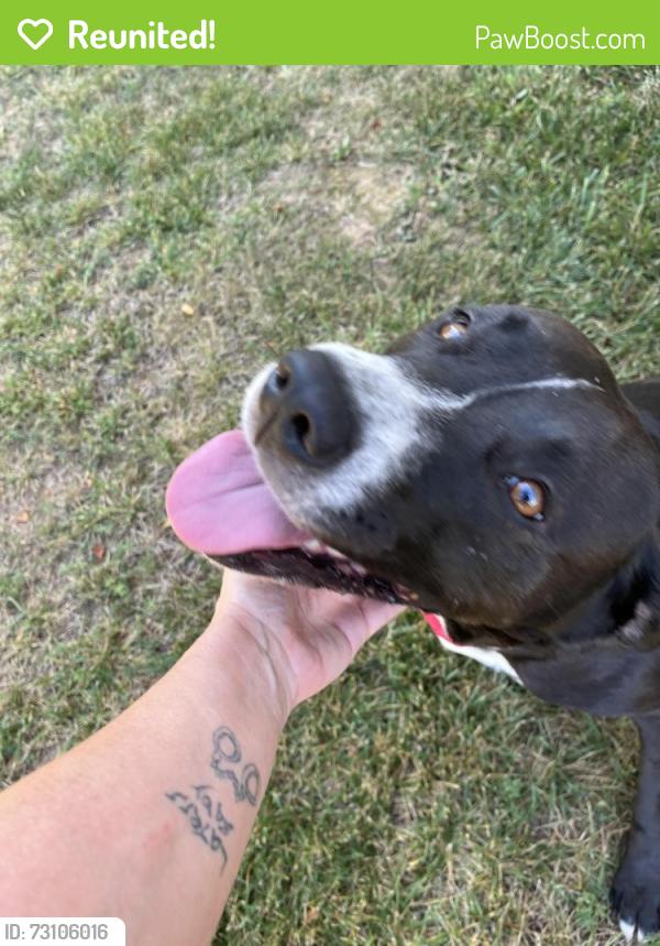 Reunited Female Dog last seen Across Field Court Maiden NC off of Lee Moore Rd, Lincoln County, NC 28650