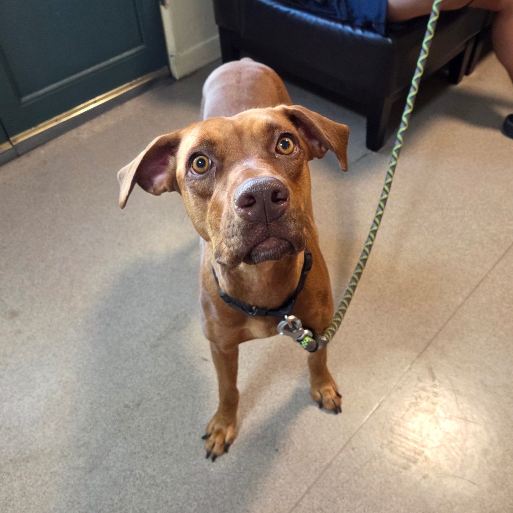 Shelter Stray Female Dog last seen , 361 S Raymond Ave, Pasadena, CA 91105, USA