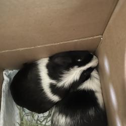 Shelter Stray Female Other last seen , 361 S Raymond Ave, Pasadena, CA 91105, USA