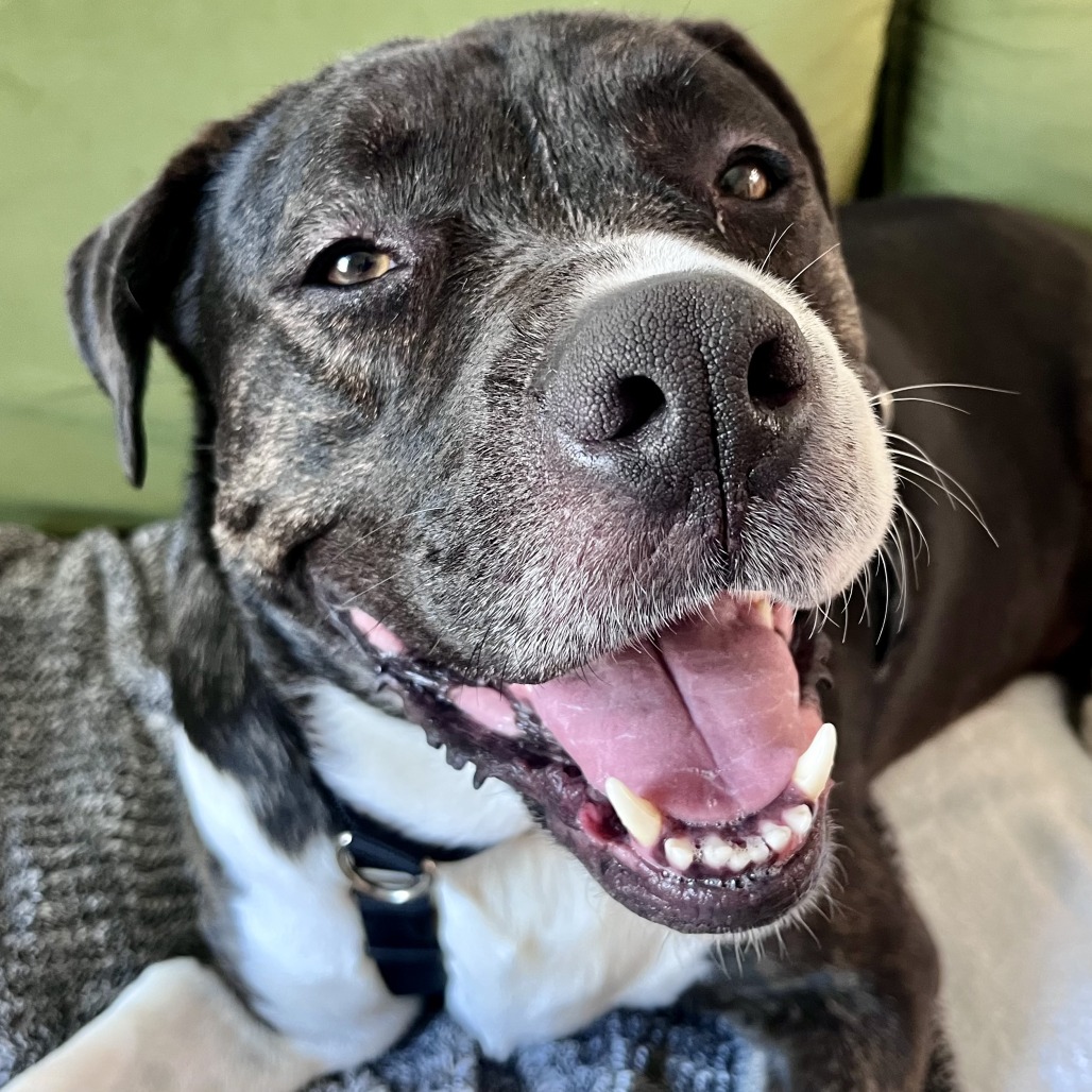 Shelter Stray Female Dog last seen , 361 S Raymond Ave, Pasadena, CA 91105, USA