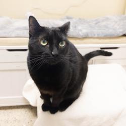 Shelter Stray Female Cat last seen , 361 S Raymond Ave, Pasadena, CA 91105, USA