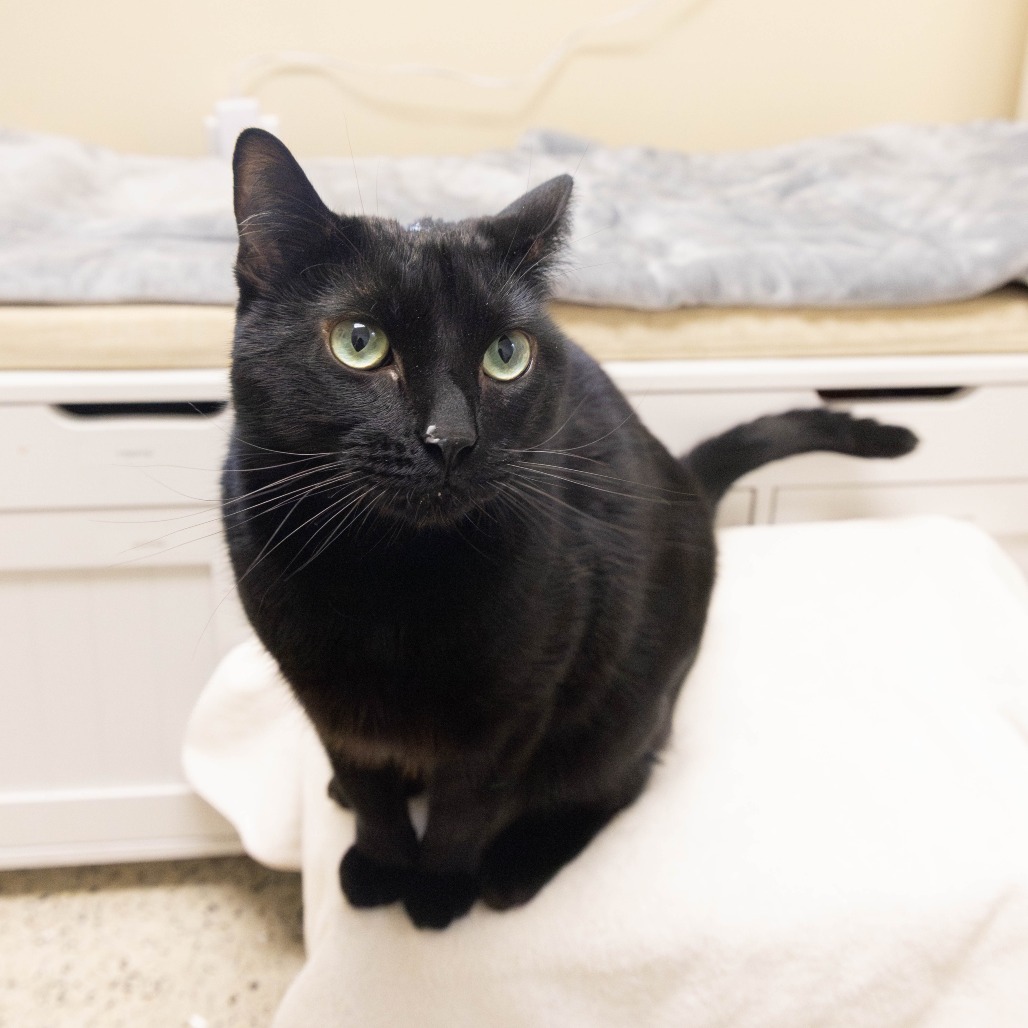 Shelter Stray Female Cat last seen , 361 S Raymond Ave, Pasadena, CA 91105, USA