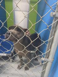 Reunited Male Dog last seen Near N Pennsylvania Ave, The Village, OK 73120, USA, The Village, OK 73120