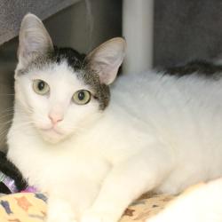 Shelter Stray Female Cat last seen , 361 S Raymond Ave, Pasadena, CA 91105, USA